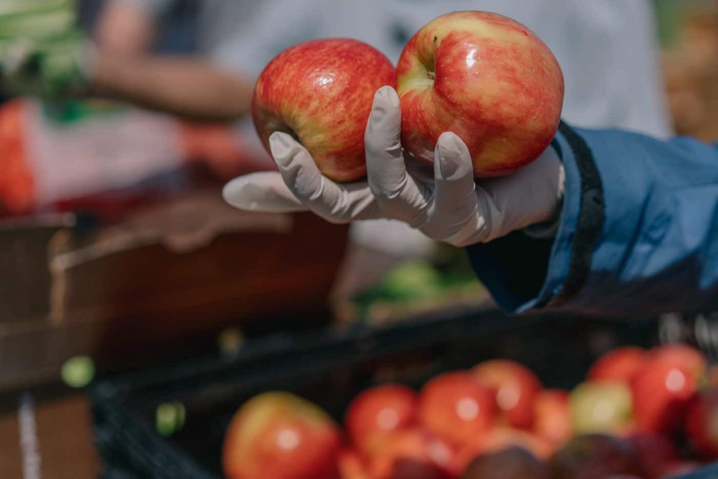 Person wearing a white latex glove holding two apples