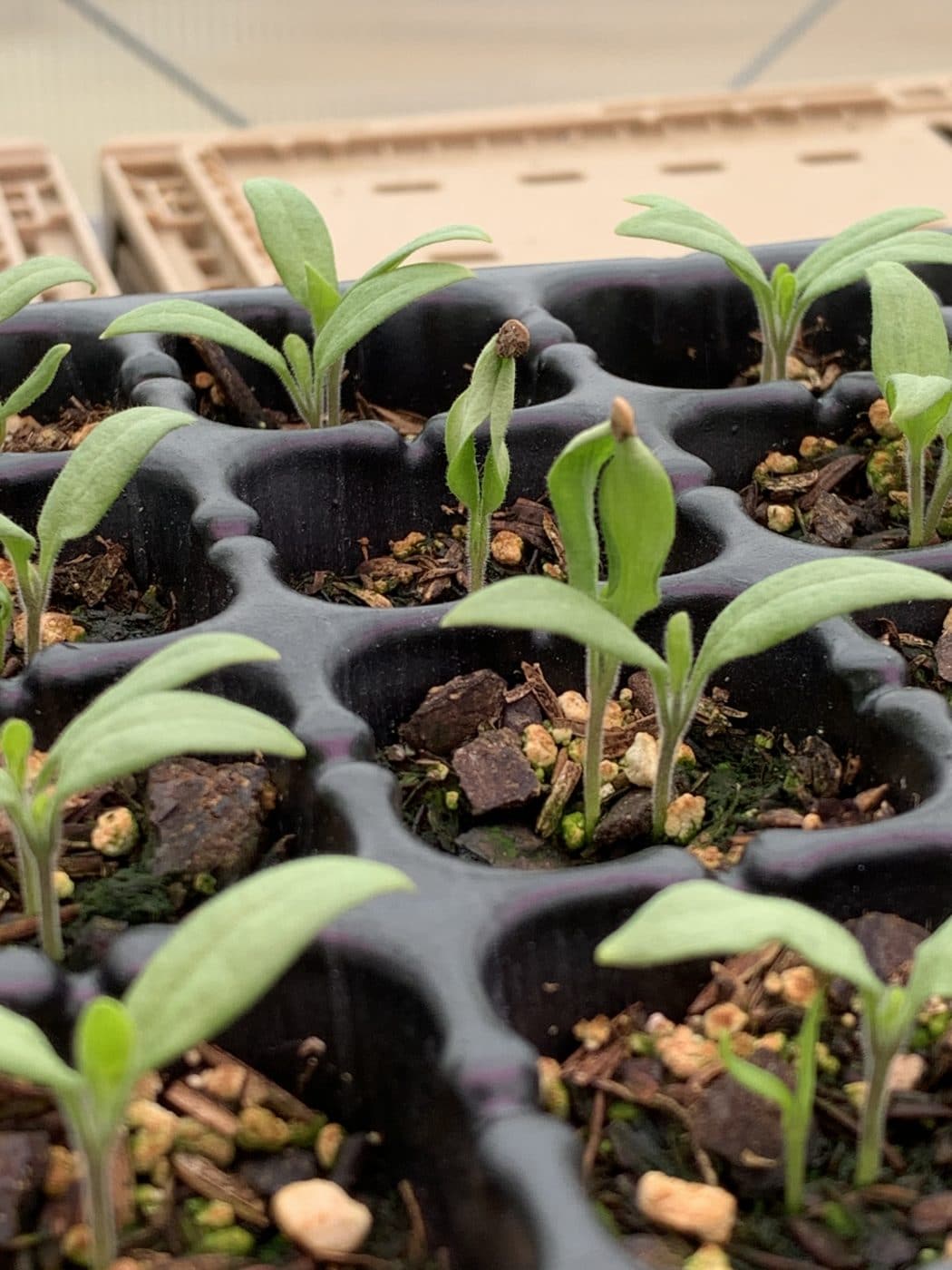 baby eggplant plant