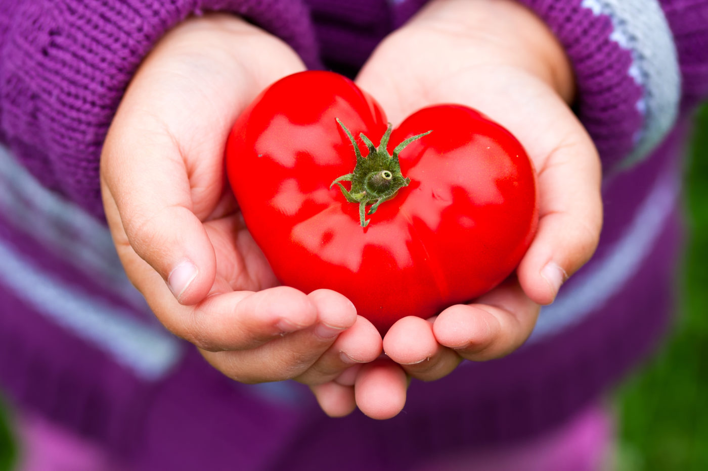 hand holding heart tomato