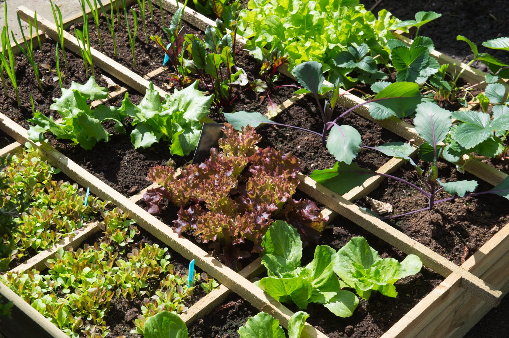 Vegetables growing in a garden bed