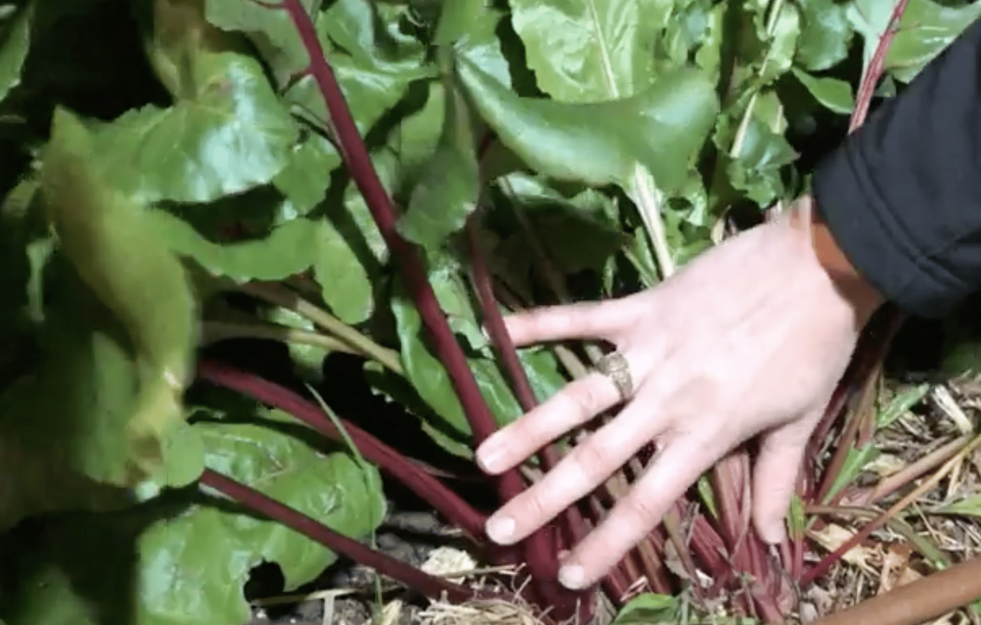 Beet Roots with a hand pulling back the leaves
