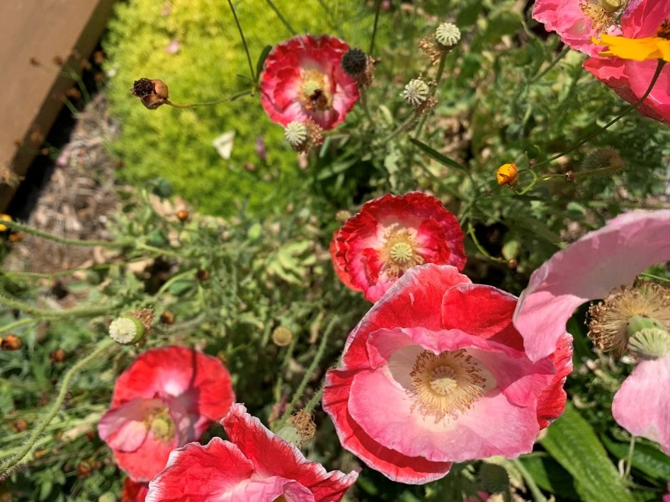 Pink and red poppies