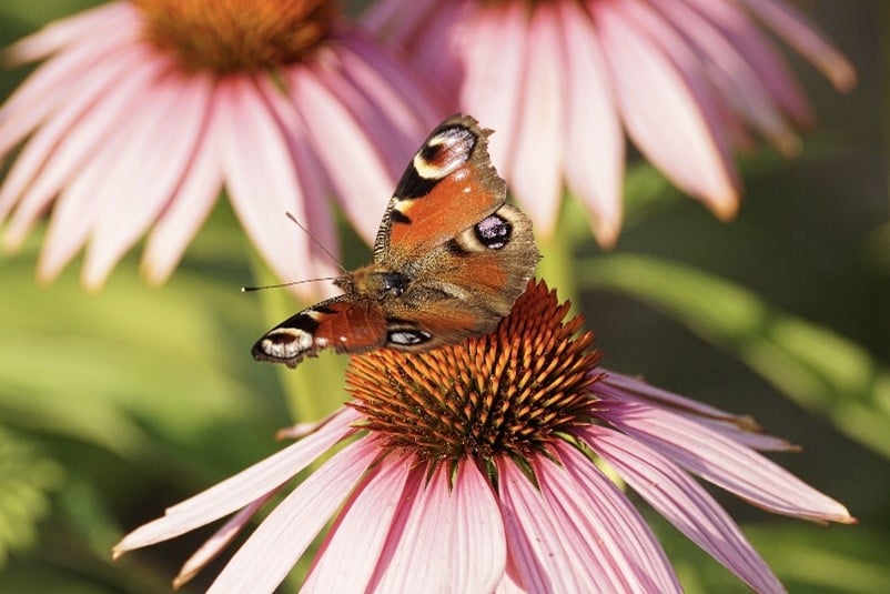 Butterfly on pink coneflower