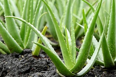 Green Aloe Vera plant in soil