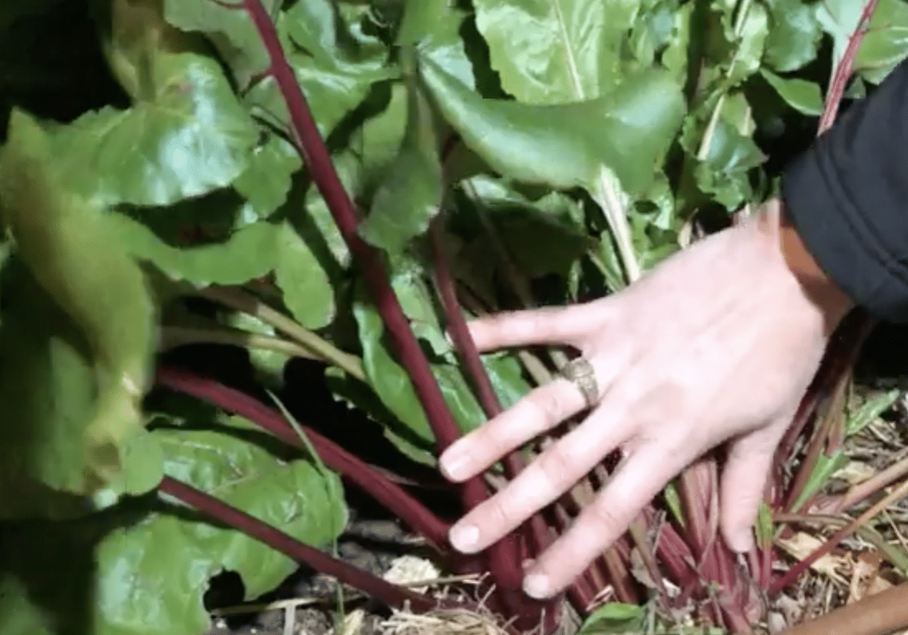 Beet Roots with a hand pulling back the leaves